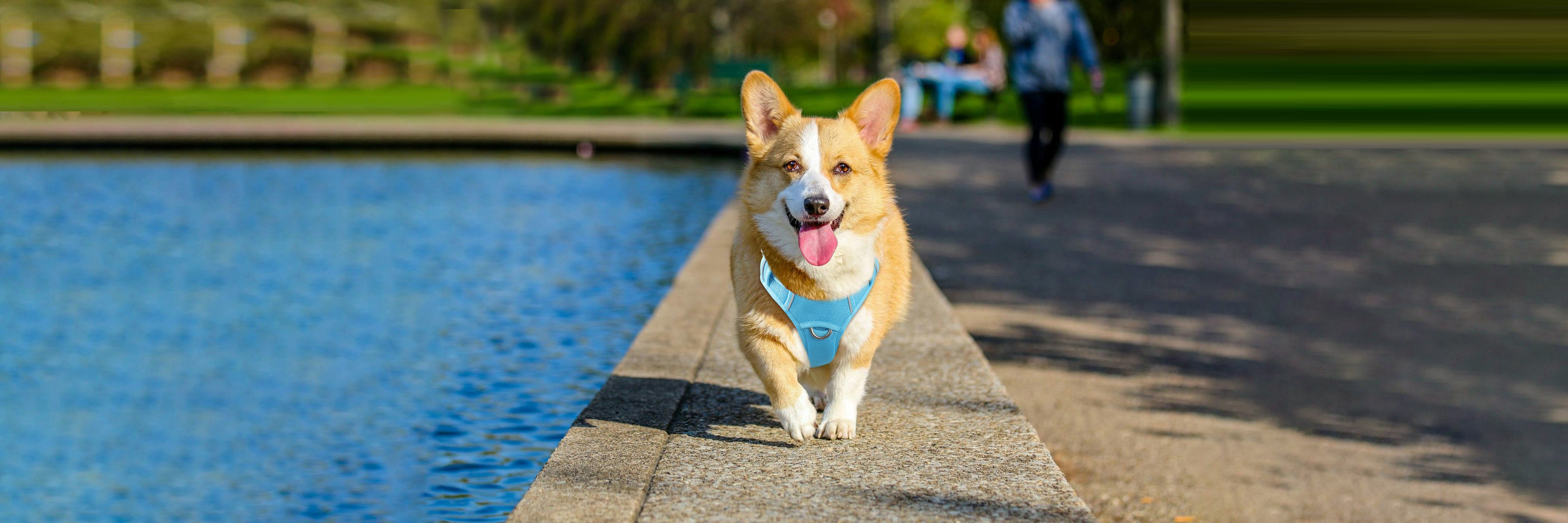 Collar vs. Harness: Which One is Best for Your Dog?